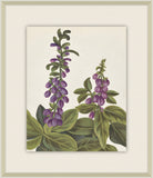 Belles Fleurs de Aubriet IV, 1722