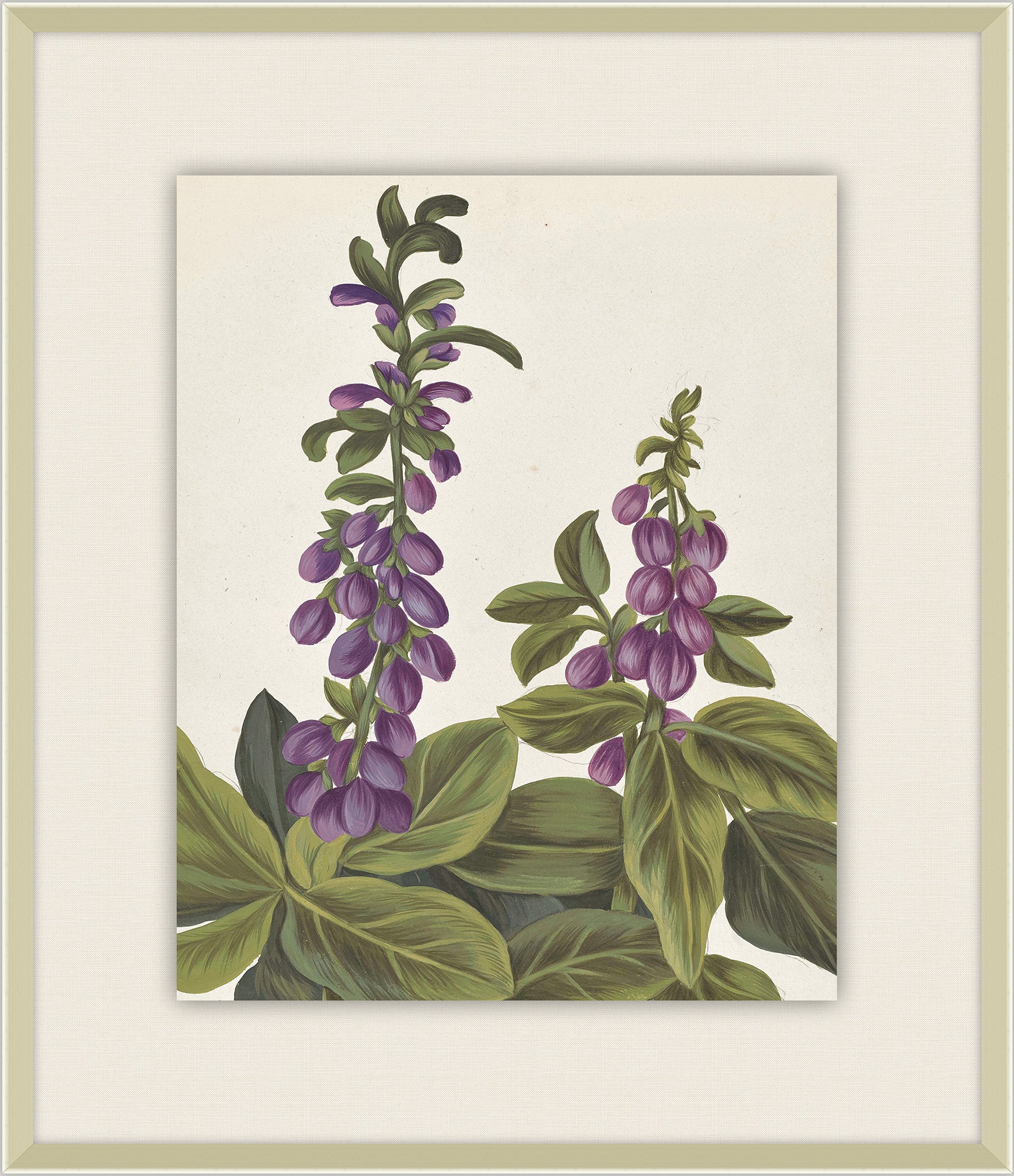 Belles Fleurs de Aubriet IV, 1722