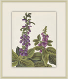 Belles Fleurs de Aubriet IV, 1722