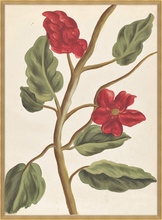Belles Fleurs Rouges de Aubriet I, 1722