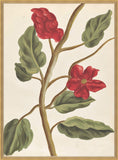 Belles Fleurs Rouges de Aubriet I, 1722