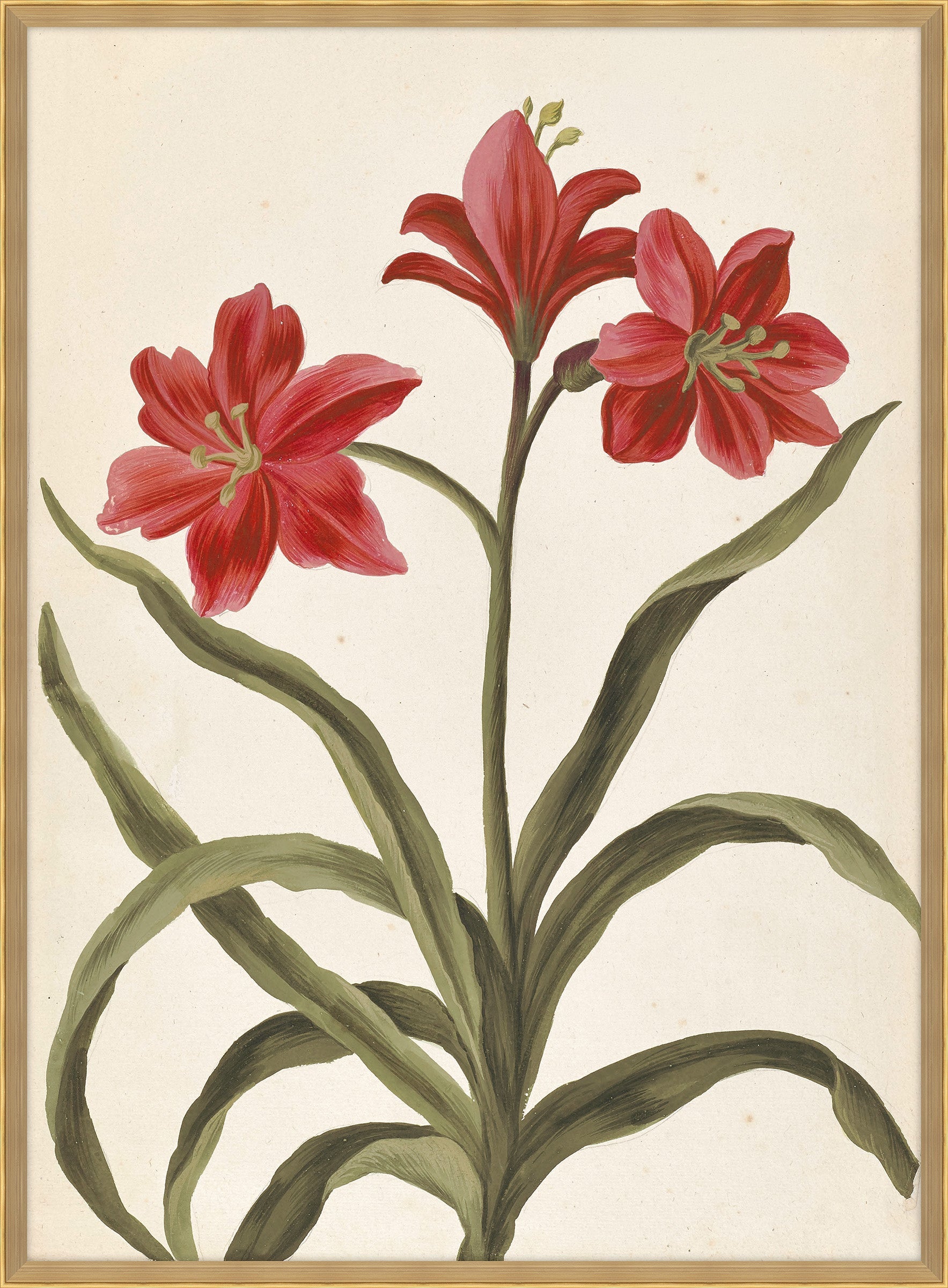 Belles Fleurs Rouges de Aubriet II, 1722