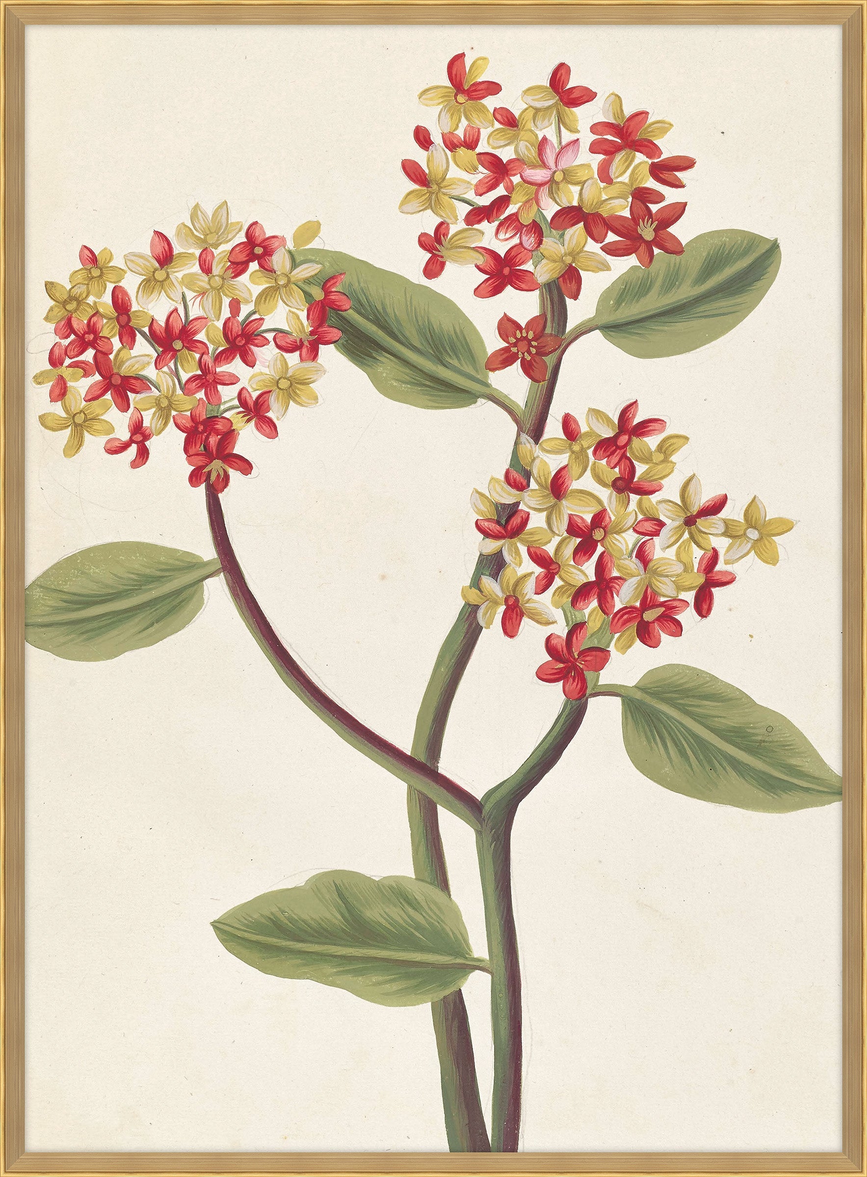 Belles Fleurs Rouges de Aubriet III, 1722