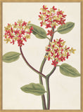 Belles Fleurs Rouges de Aubriet III, 1722