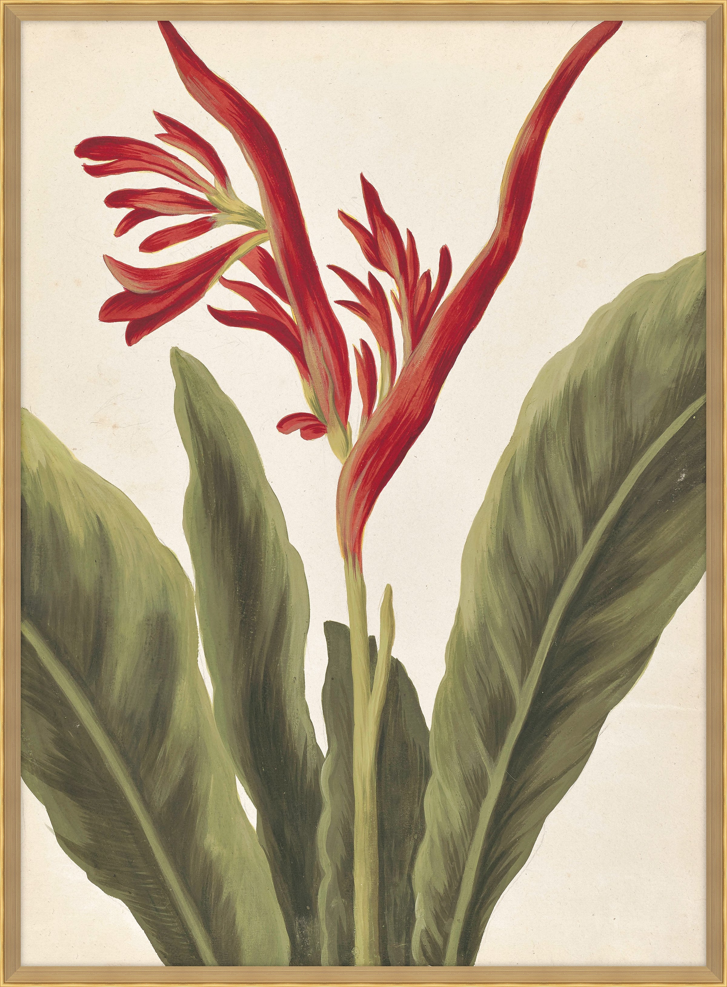 Belles Fleurs Rouges de Aubriet IV, 1722