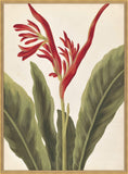 Belles Fleurs Rouges de Aubriet IV, 1722
