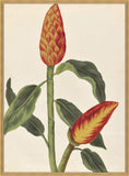 Belles Fleurs Rouges de Aubriet V, 1722