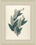Manihot Purpureo Costata, 1827
