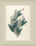 Manihot Purpureo Costata, 1827