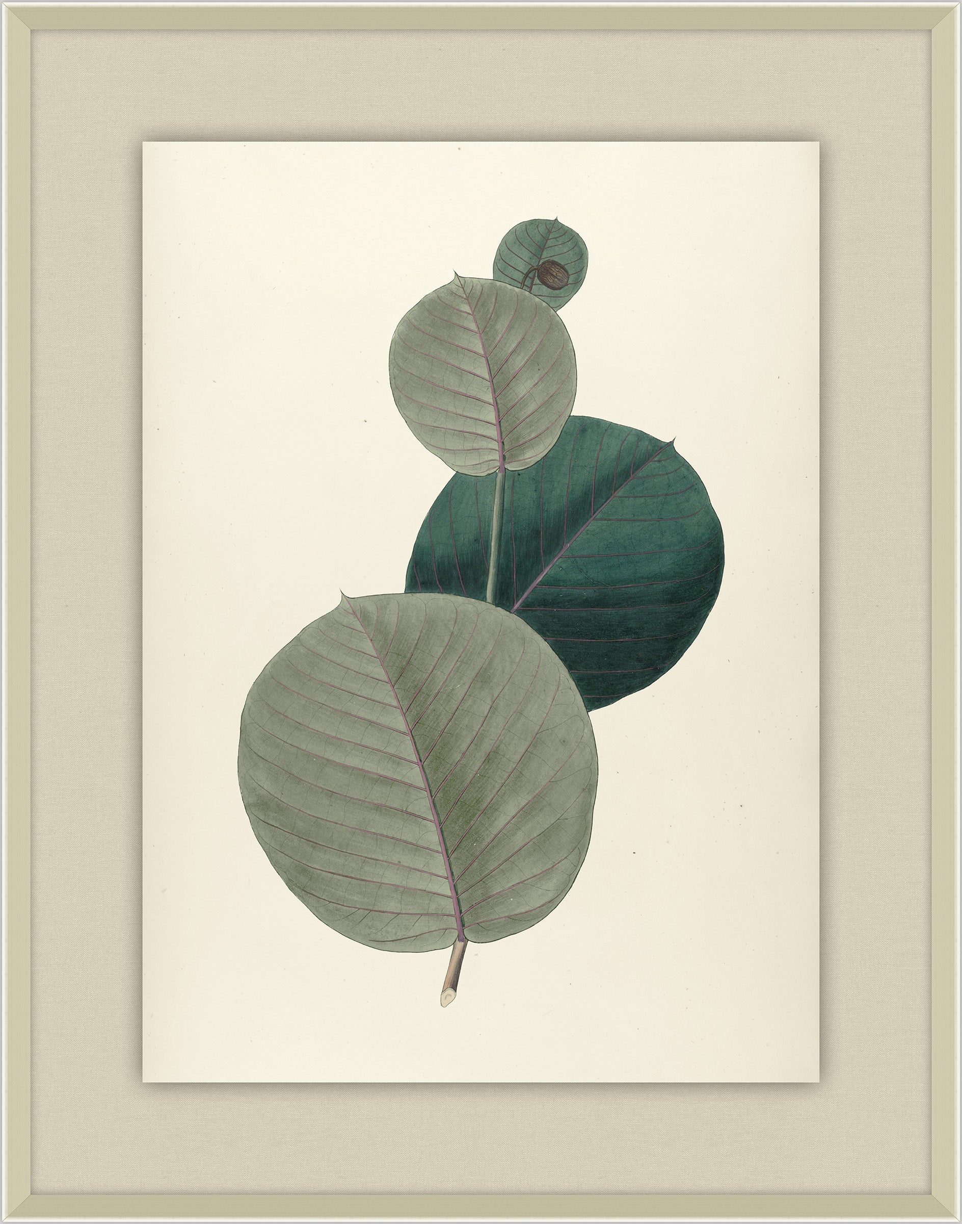 Manihot Orbicularis, 1827