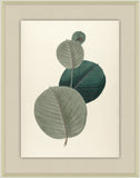 Manihot Orbicularis, 1827