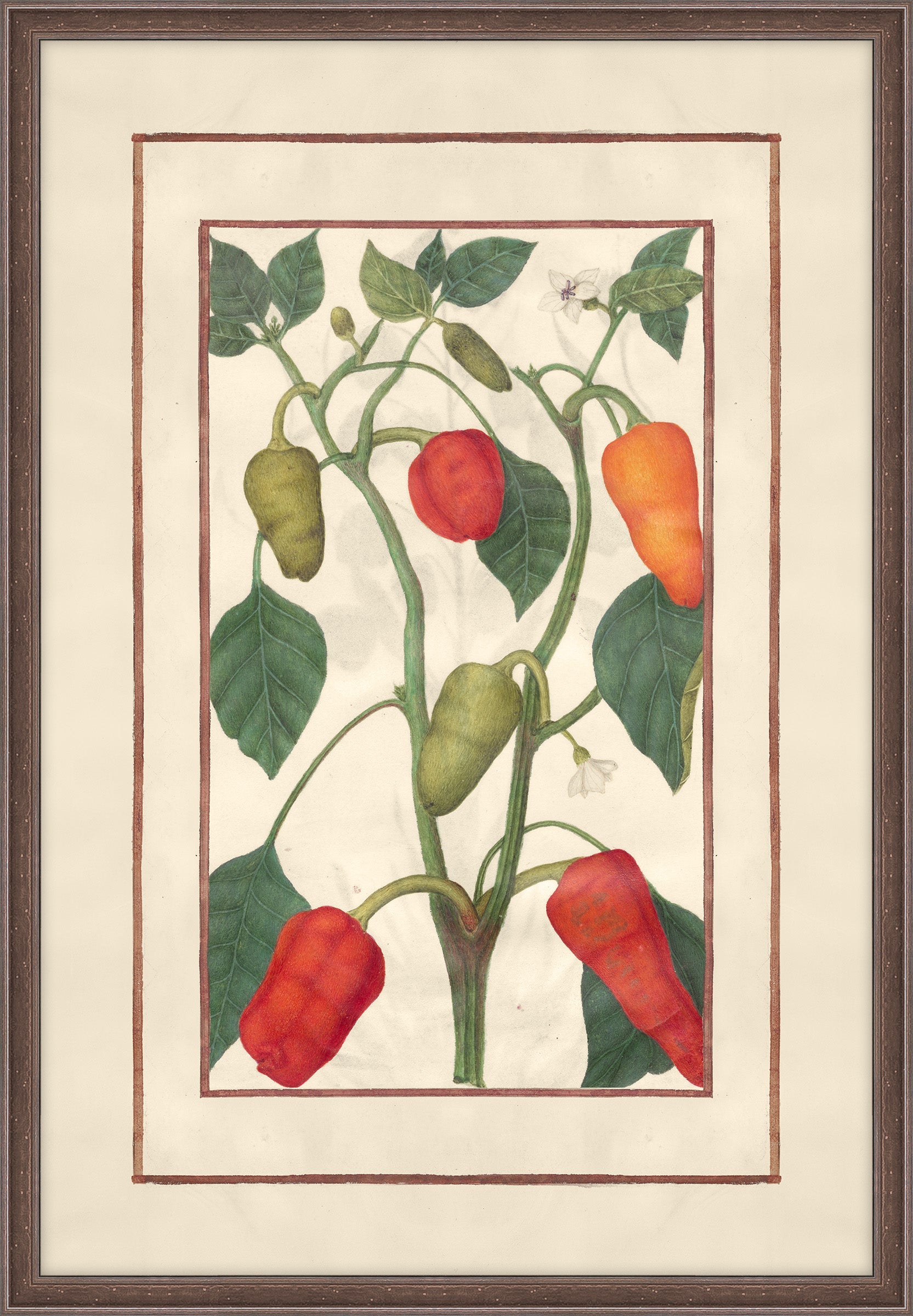 Pepper Plant