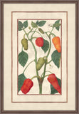 Pepper Plant