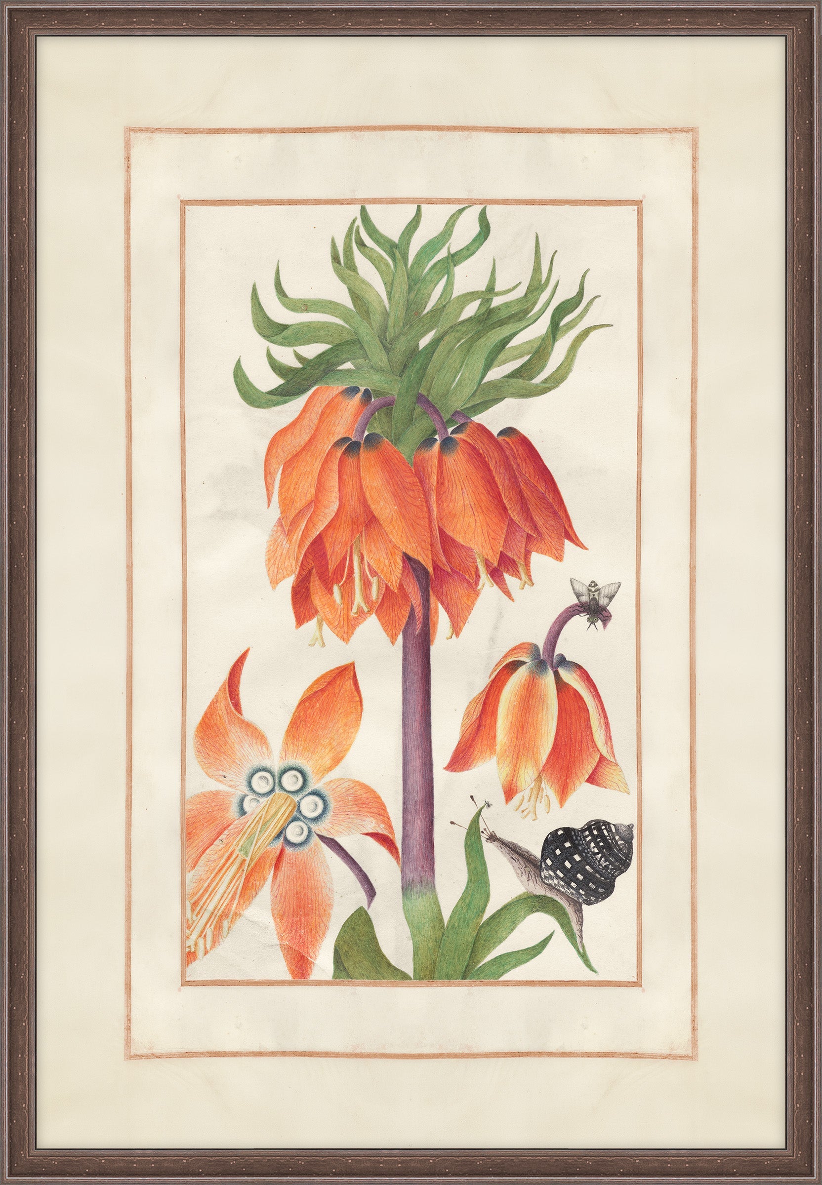 Orange Fritillaria Imperialis
