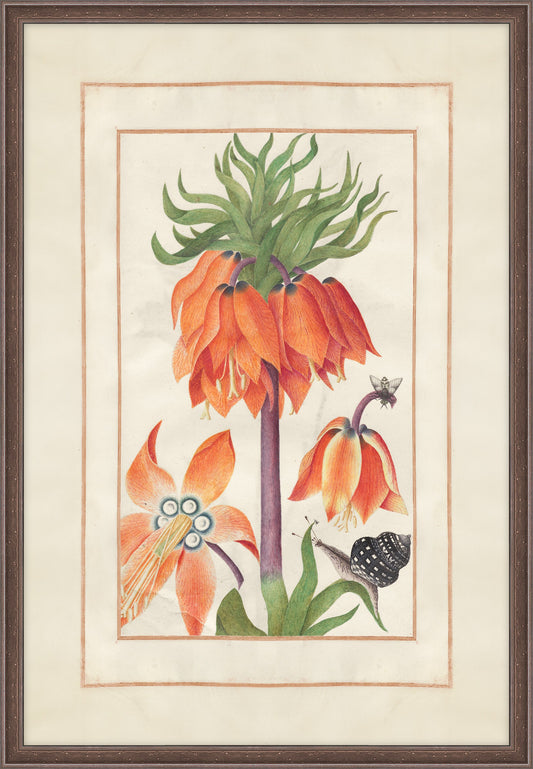 Orange Fritillaria Imperialis