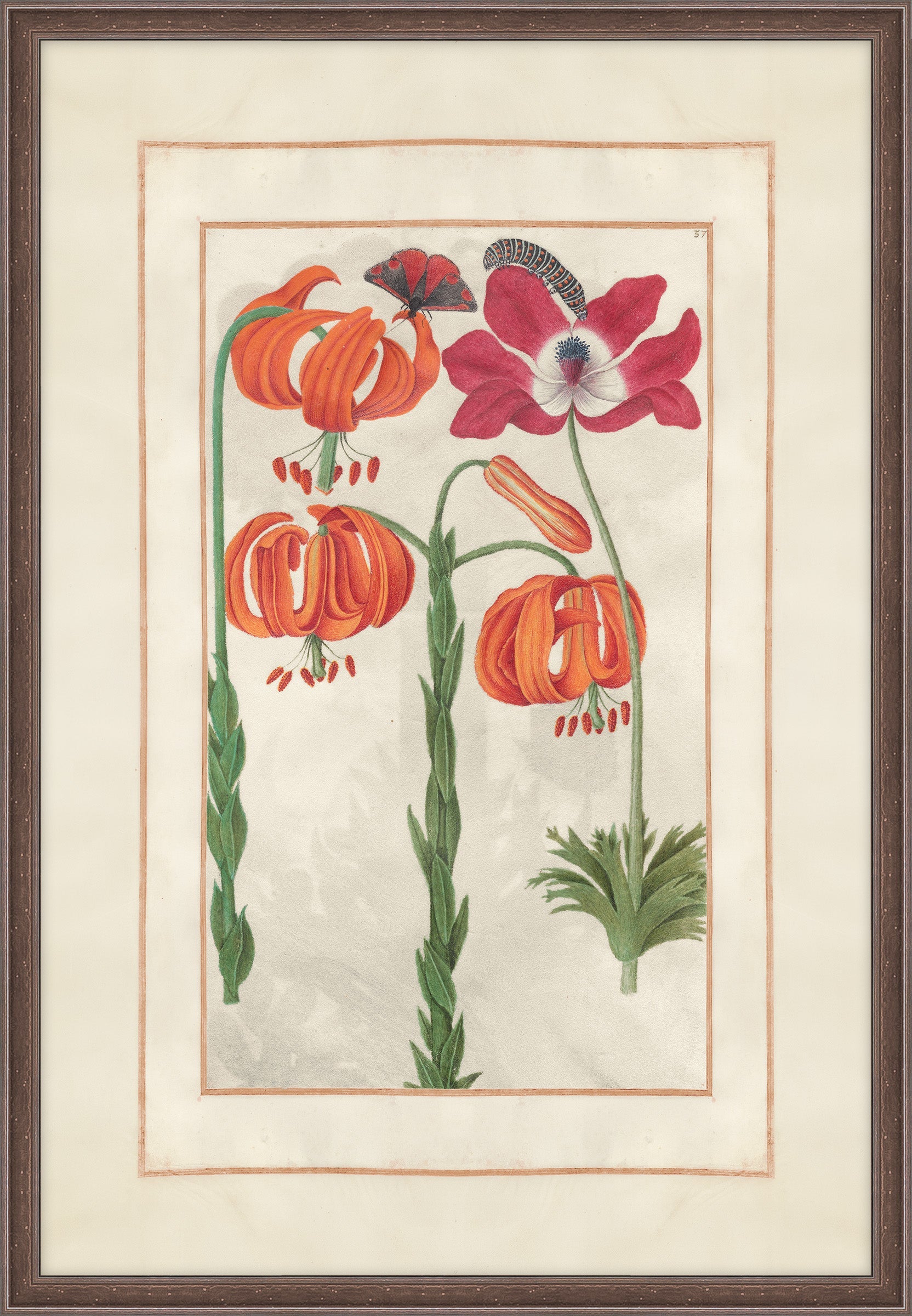 Turks Cap Lily, C