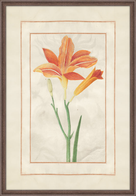 Day Lily