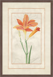 Day Lily