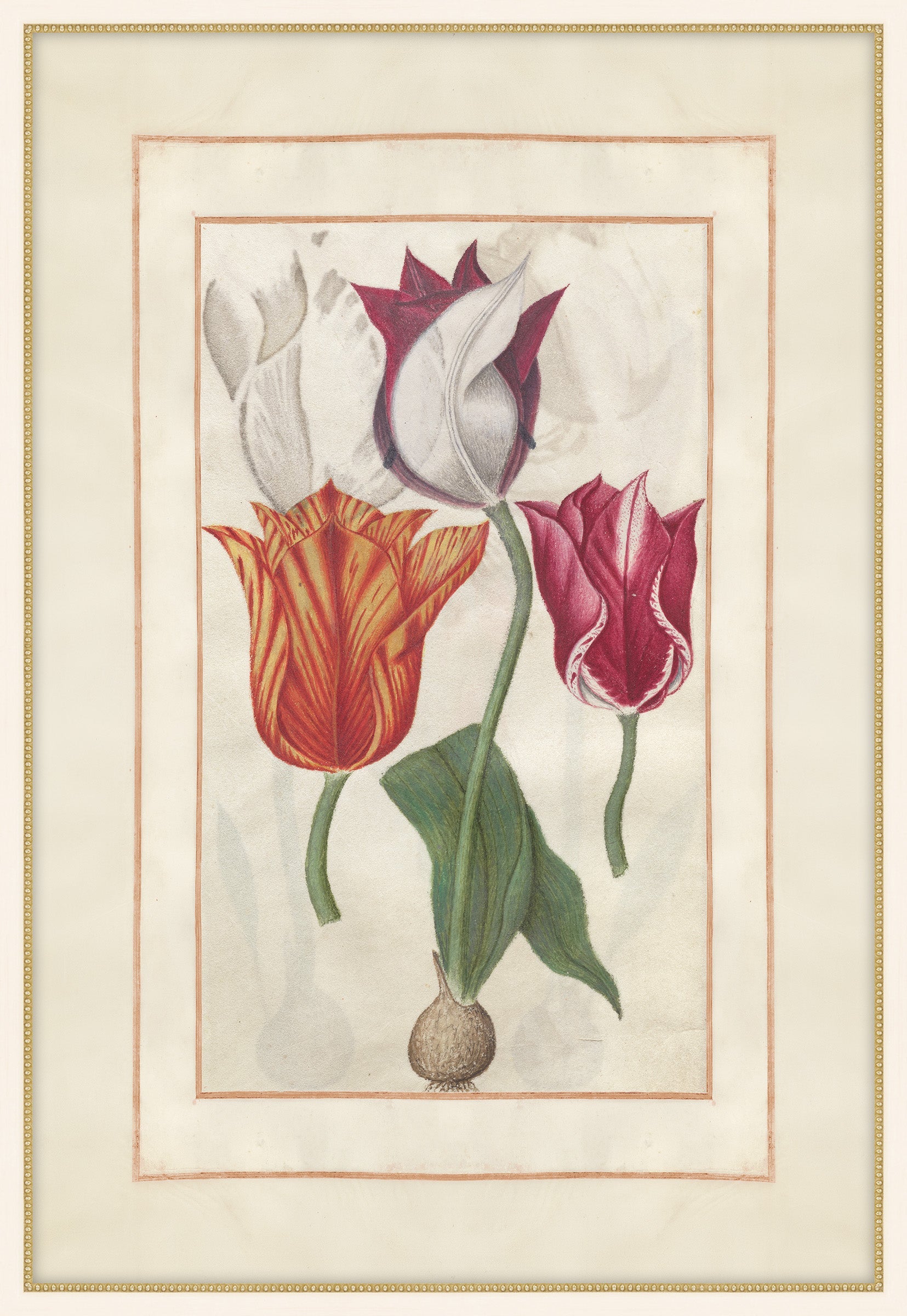 Tulip Folio 2