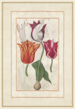 Tulip Folio 2