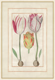 Tulip Folio 3