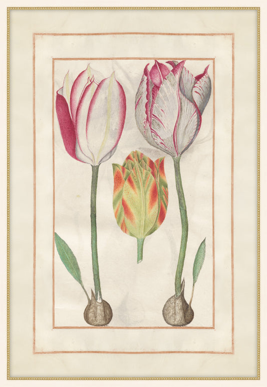 Tulip Folio 3