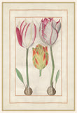 Tulip Folio 3