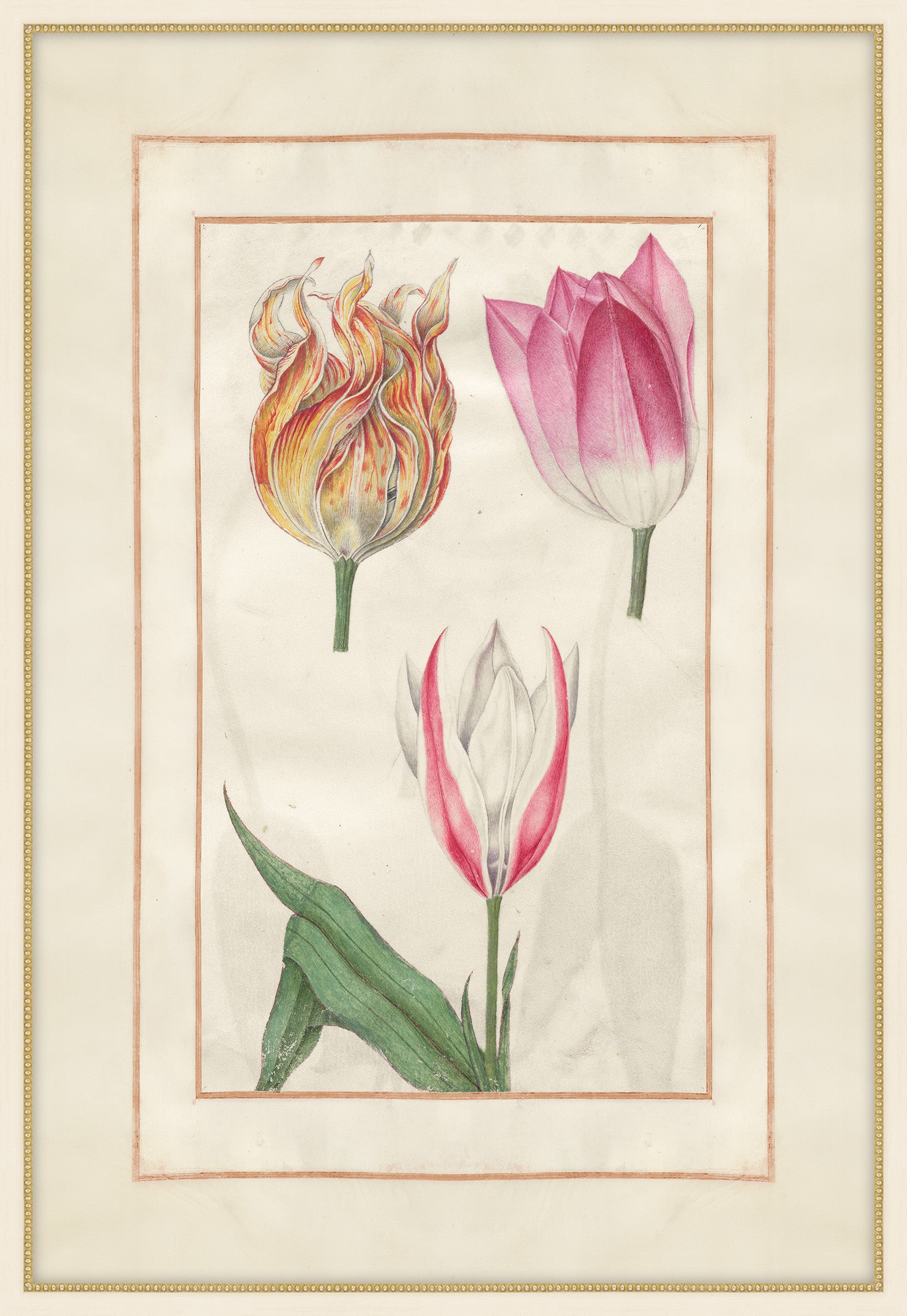 Tulip Folio 4