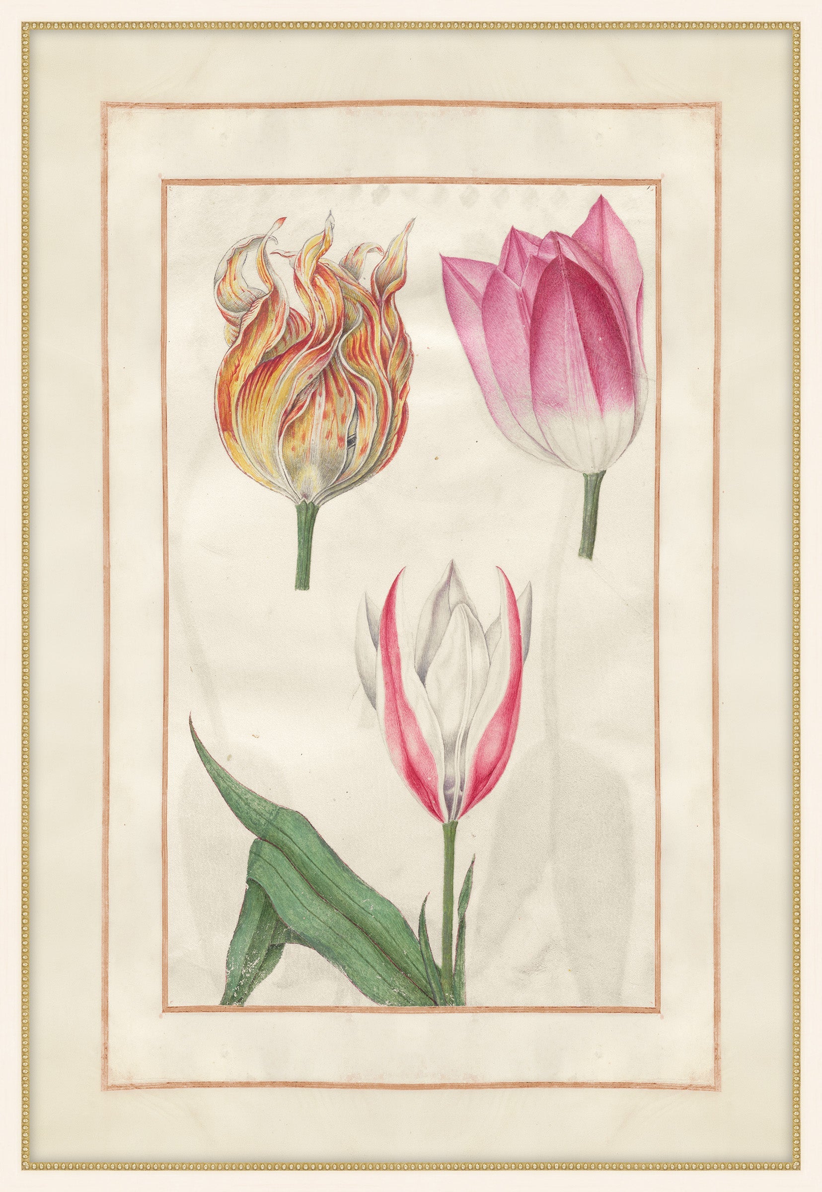 Tulip Folio 4