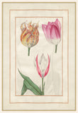 Tulip Folio 4