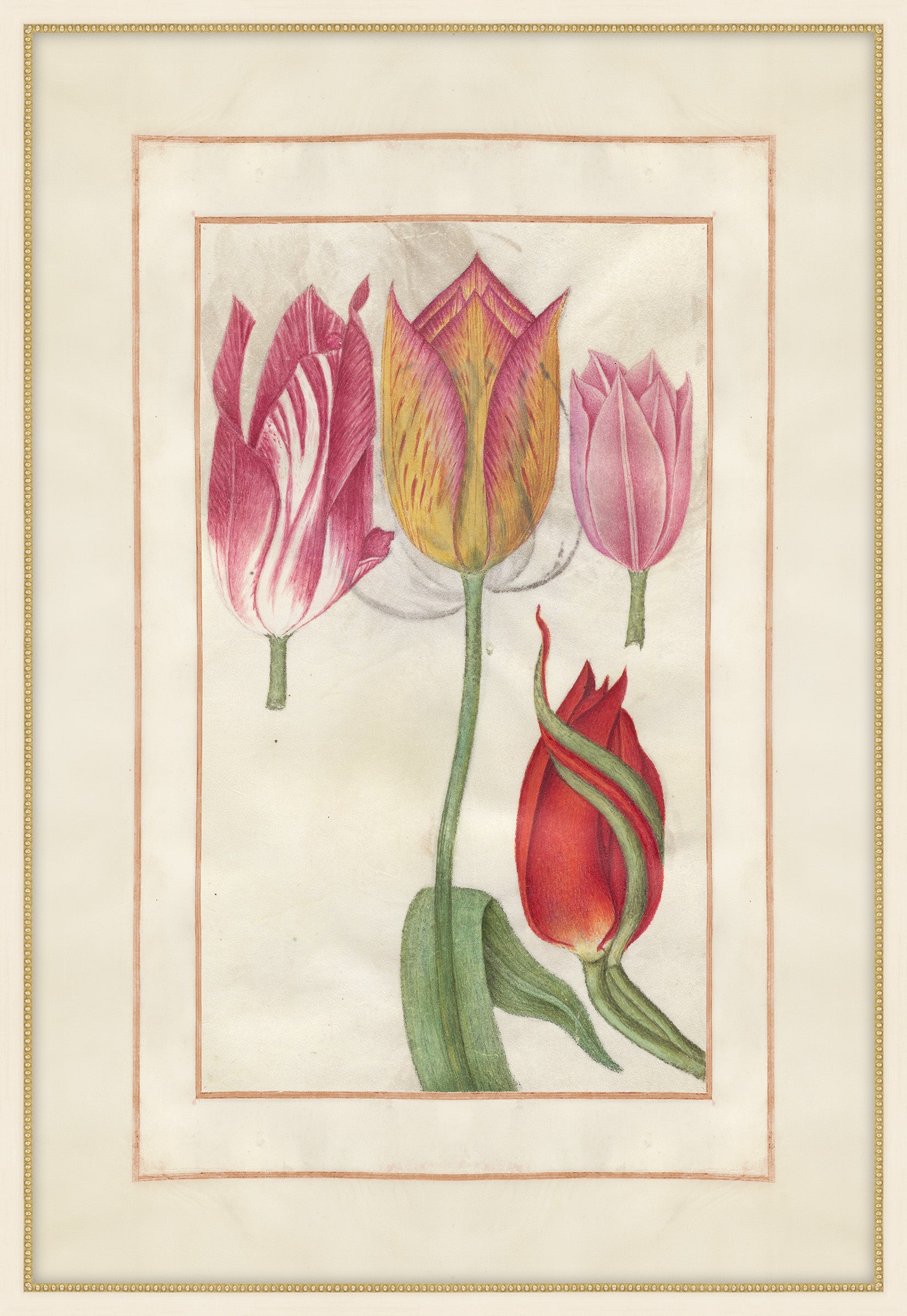 Tulip Folio 5