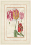 Tulip Folio 5