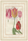 Tulip Folio 5