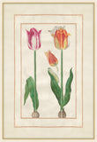 Tulip Folio 6