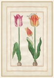 Tulip Folio 6