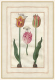 Tulip Folio 7