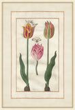 Tulip Folio 7
