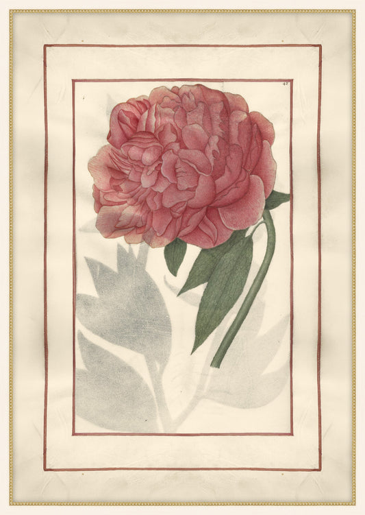 Red Peony with Beautiful Border I, Jean Le Roy de la Boissière