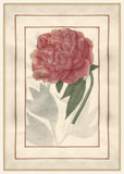 Red Peony with Beautiful Border I, Jean Le Roy de la Boissière