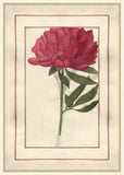 Red Peony with Beautiful Border II, Jean Le Roy de la Boissière