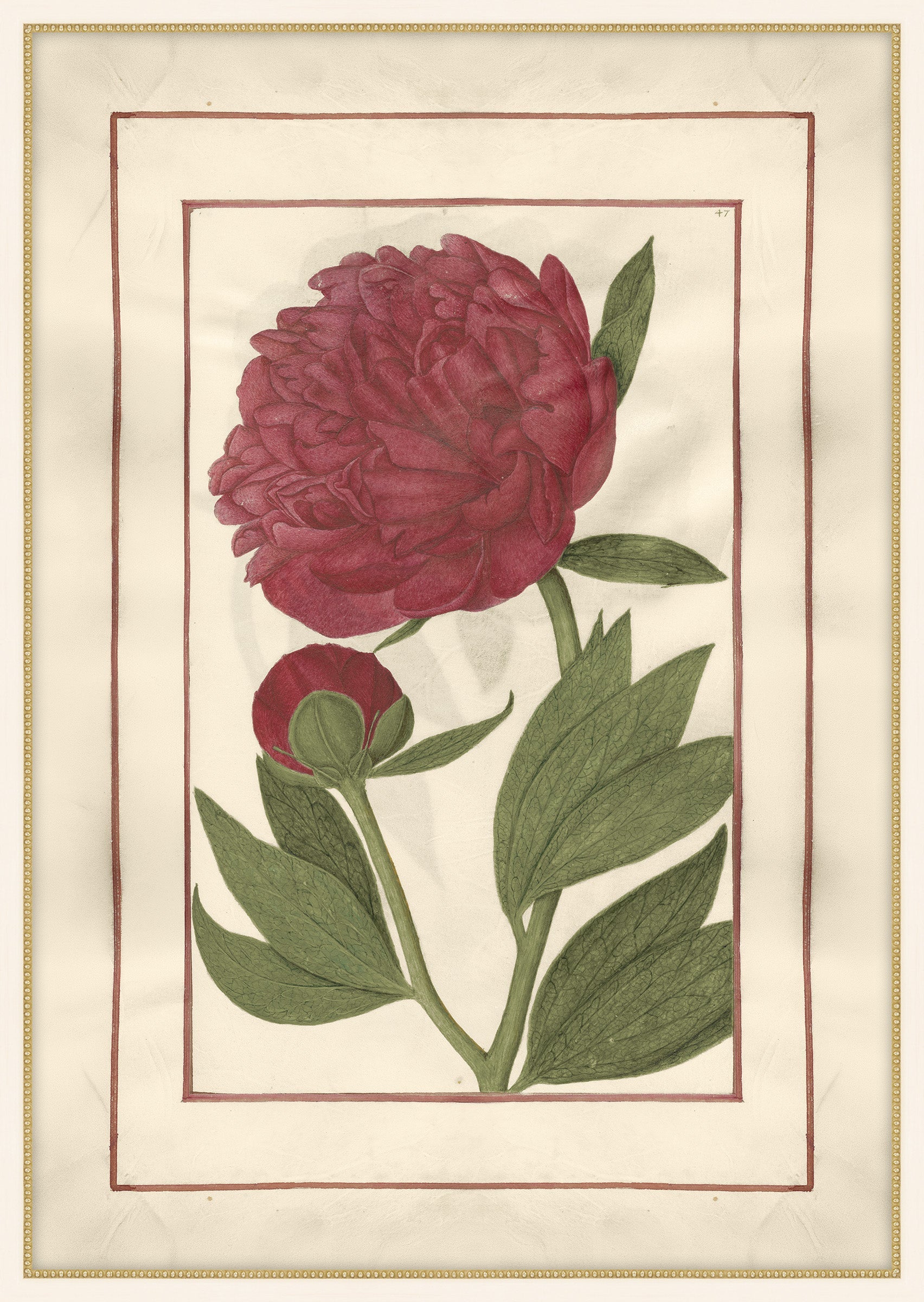 Red Peony with Beautiful Border II, Jean Le Roy de la Boissière