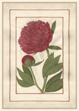 Red Peony with Beautiful Border II, Jean Le Roy de la Boissière