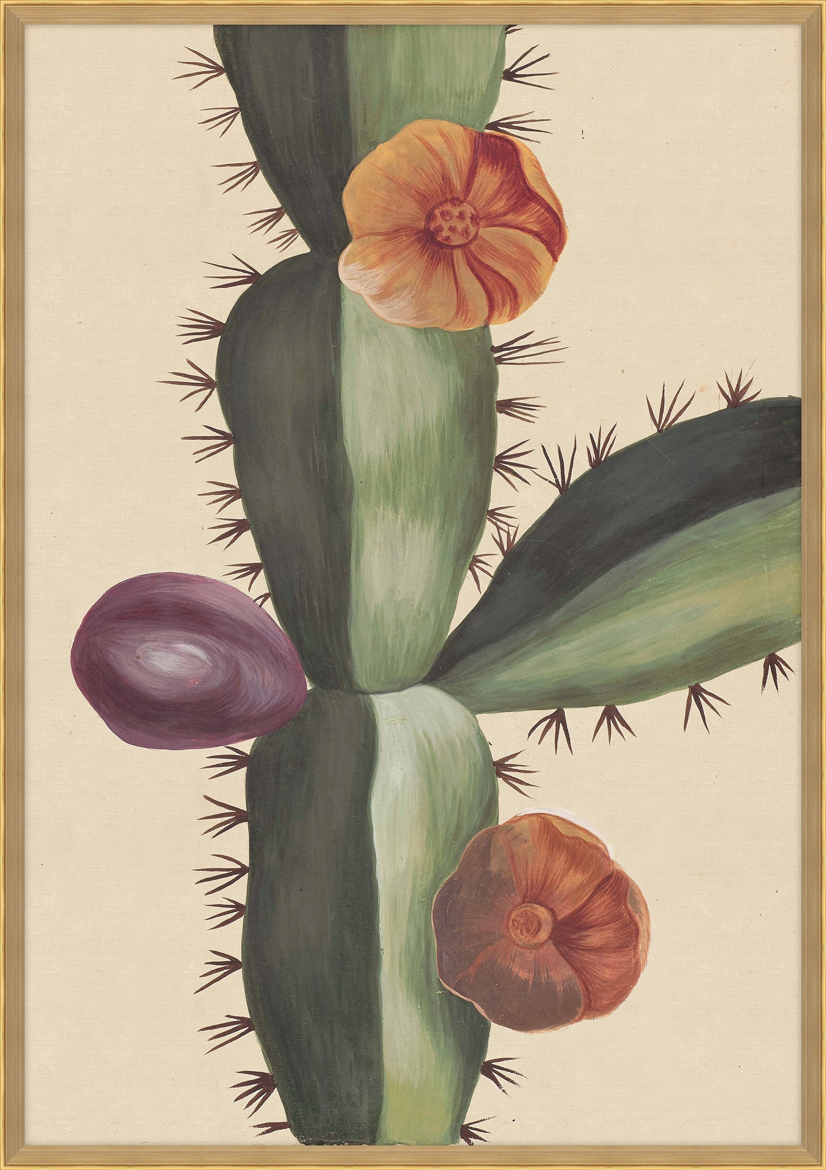 Plantes Etrang Par Aubriet Cactus I, 1722