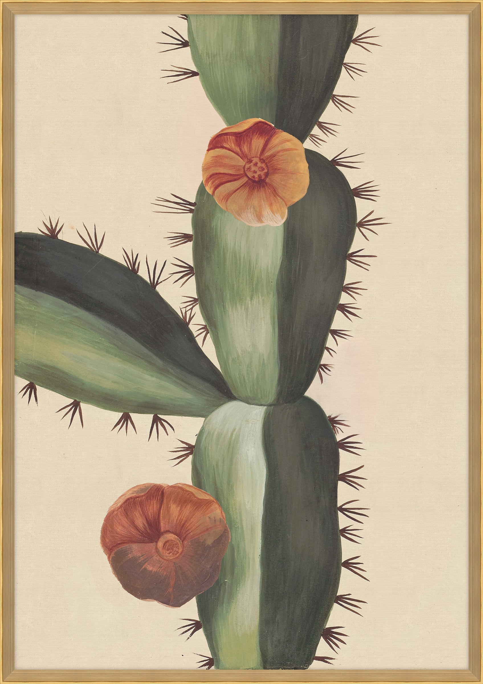 Plantes Etrang Par Aubriet Cactus II, 1722