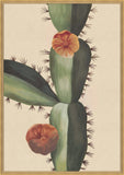 Plantes Etrang Par Aubriet Cactus II, 1722