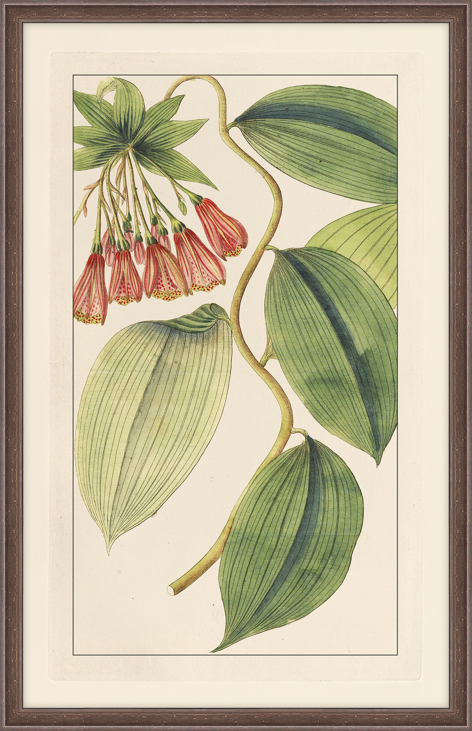 Rachels's Tropicals I