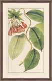 Rachels's Tropicals I
