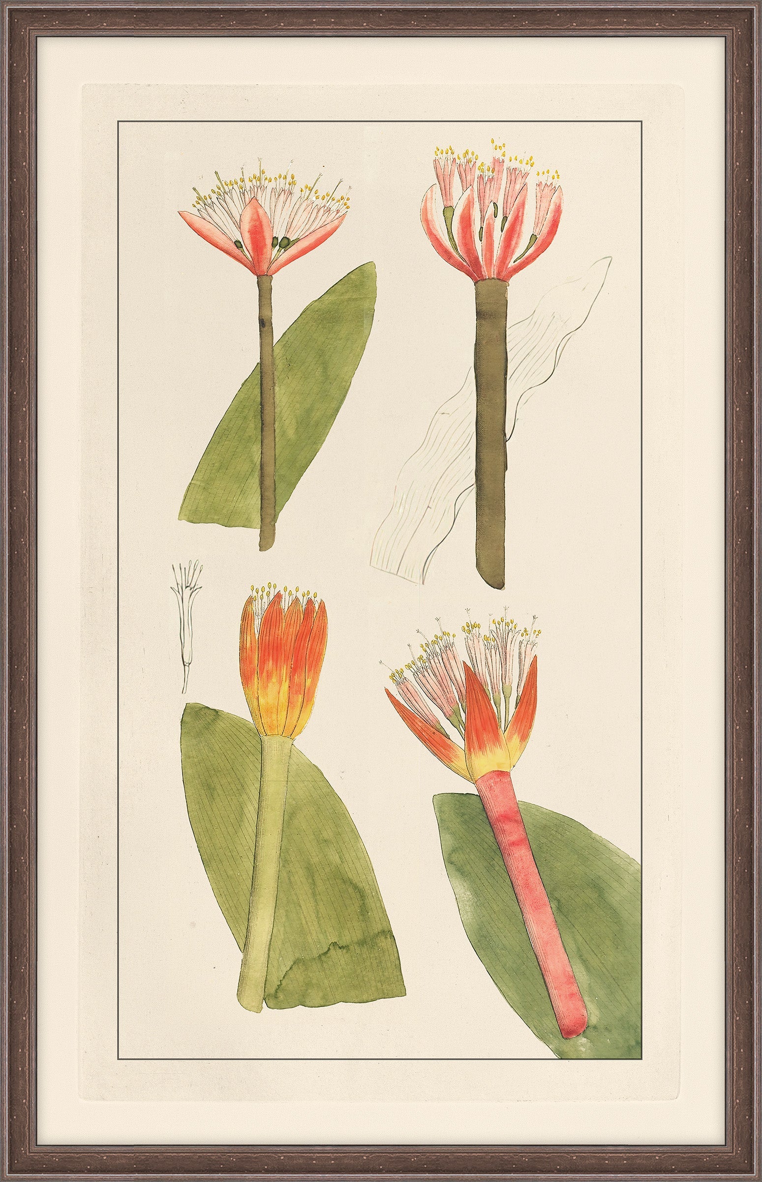 Rachels's Tropicals II