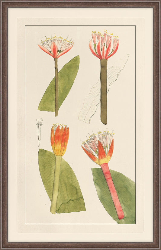 Rachels's Tropicals II