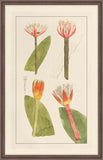 Rachels's Tropicals II